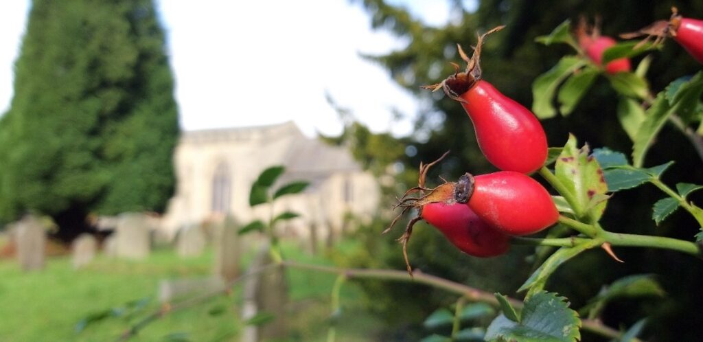 red rose hips on green stalks stone church in background