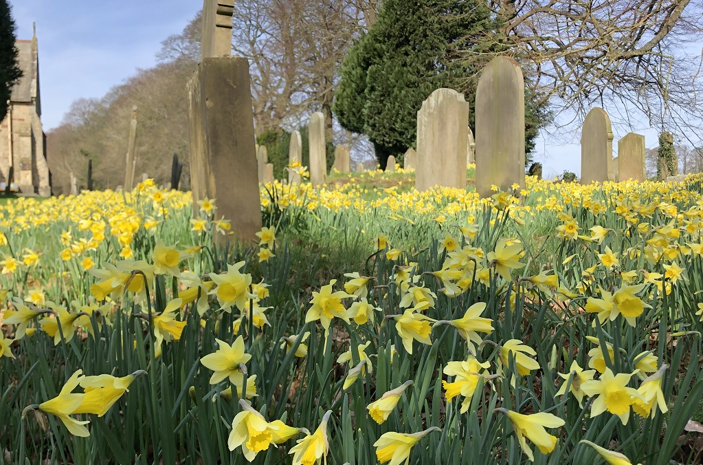 yellow daffodils green grass stone gravestones blue sky