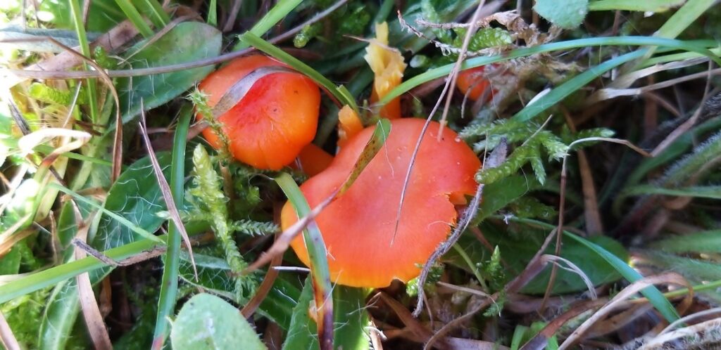 two red fungi in green grass